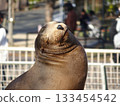 Happy sea lions sunbathing 133454542