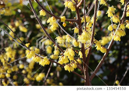 冬青花也是俳句中一個具有季節意義的字。 冬青花也是俳句中一個具有季節意義的字。 133454550
