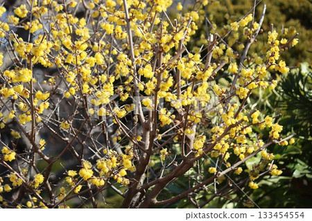 Vitamin colors that will cheer you up during the cold season 133454554