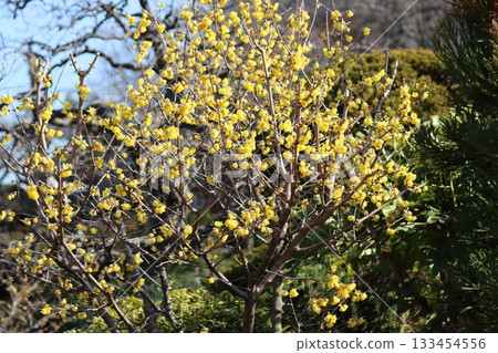 冬青花，雪中四種花之一 133454556