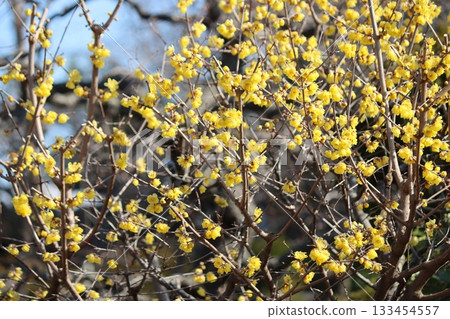Many flowers add color to the winter season Many flowers add color to the winter season 133454557