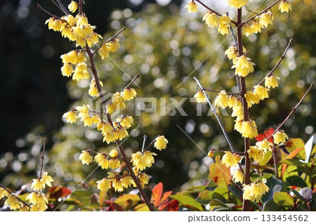 冬青花點亮了冬日花園 133454562