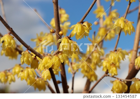 Auspicious flowers that brighten up the New Year 133454587