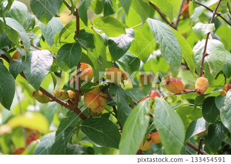 The fruit of the wintersweet is cute but poisonous 133454591