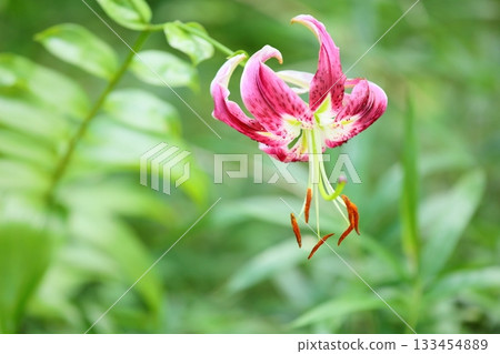 Vivid lily flower 133454889