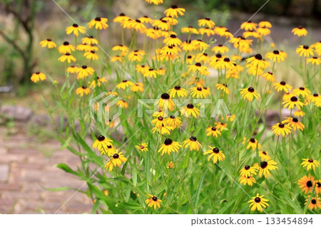 可愛的黑心菊花 133454894