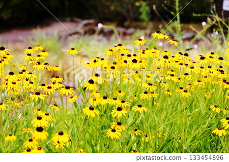 Cute Rudbeckia flowers Cute Rudbeckia flowers 133454896
