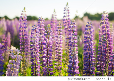 Blue and purple lupine flowers in the field. 133454917