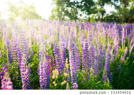 Big summer field of blooming lupine in the evening 133454918