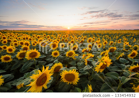 Sunflower background. Big field of blooming sunflowers against setting sun in countryside Sunflower background. Big field of blooming sunflowers against setting sun in countryside 133454932