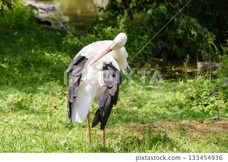 Young beautiful stork cleaning its feathers near swamp in countryside Young beautiful stork cleaning its feathers near swamp in countryside 133454936