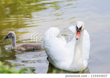 White beautiful swan and cygnets on lake 133454937