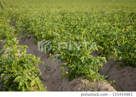 Big potato plants grow in farm Big potato plants grow in farm 133454961