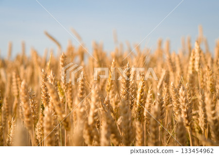Big field of organic ripe wheat. Beautiful landscape of wheat growing on farm in the evening Big field of organic ripe wheat. Beautiful landscape of wheat growing on farm in the evening 133454962