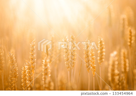 Stunning close-up picture of golden wheat against sunlight 133454964