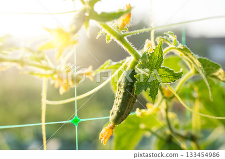 Cucumber growing in the garden. Fresh Organic Cucumber covered with morning dew against rising sun Cucumber growing in the garden. Fresh Organic Cucumber covered with morning dew against rising sun 133454986