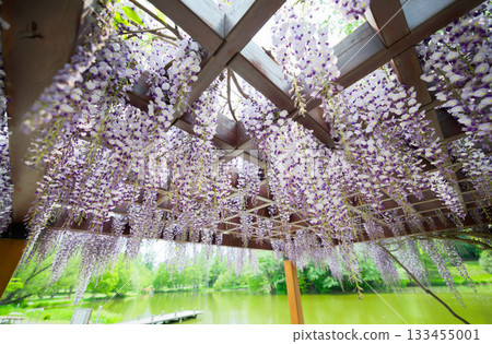  Wisteria flowers 133455001