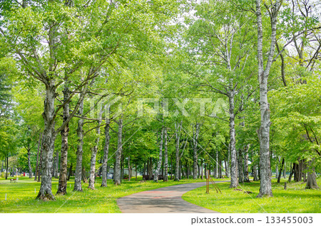 Road inside green 133455003