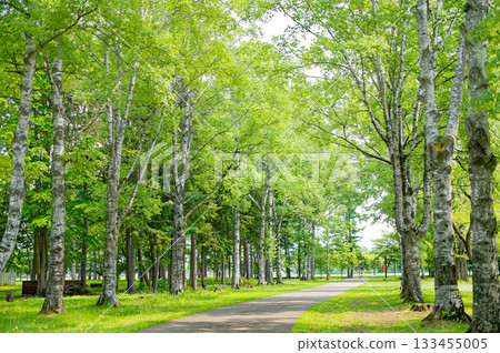 綠色的道路 133455005