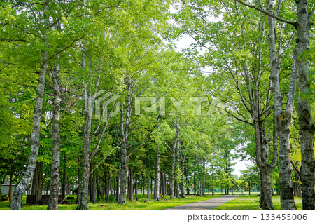 綠色的道路 133455006