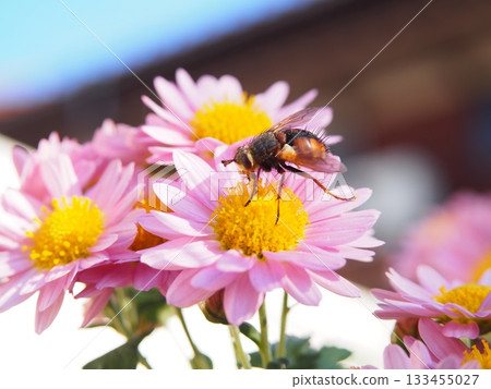 Insects collecting nectar from small pink chrysanthemums (pollination activity) Insects collecting nectar from small pink chrysanthemums (pollination activity) 133455027