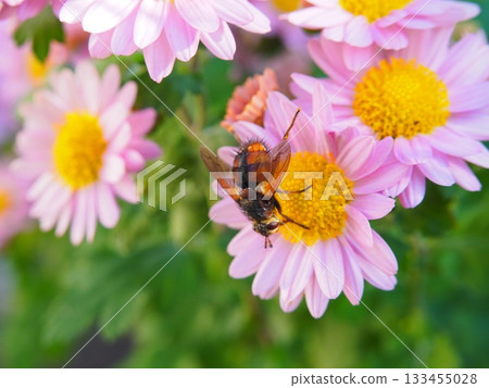 Insects collecting nectar from small pink chrysanthemums (pollination activity) Insects collecting nectar from small pink chrysanthemums (pollination activity) 133455028
