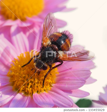 Close-up of an insect resting on a pink flower Close-up of an insect resting on a pink flower 133455029