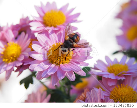 Insects collecting nectar from small pink chrysanthemums (pollination activity) 133455030