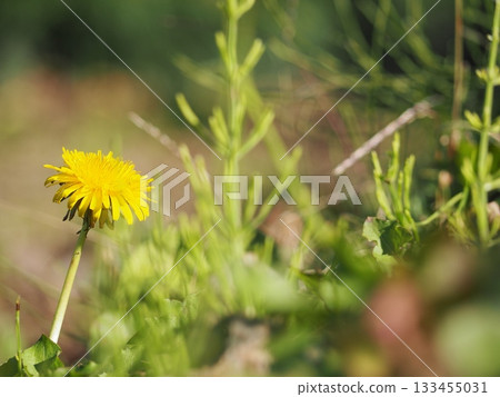A single dandelion blooming on a green background (simple, spring image) A single dandelion blooming on a green background (simple, spring image) 133455031
