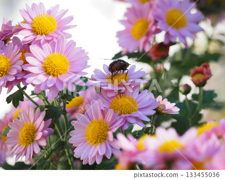 Insects collecting nectar from small pink chrysanthemums (pollination activity) 133455036