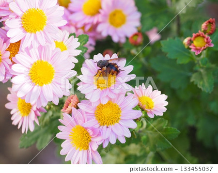 Insects collecting nectar from small pink chrysanthemums (pollination activity) 133455037