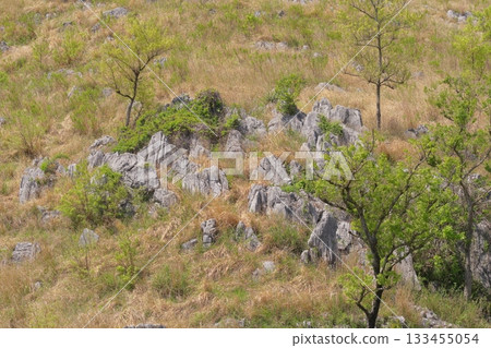 Akiyoshidai with dead grass in the spring of 2025 133455054