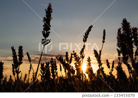 Lavender field at sunset. Silhouette of a lavender field with the setting sun glowing, creating a warm, peaceful ambiance A serene view captures plants silhouetted against a vibrant sunset in Provence Lavender field at sunset. Silhouette of a lavender field with the setting sun glowing, creating a warm, peaceful ambiance A serene view captures plants silhouetted against a vibrant sunset in Provence 133455070