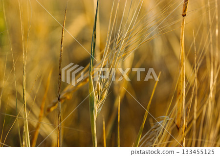 Wheat spike in a field, close-up. A detailed macro shot captures the beauty of a wheat spike Cultivation crops and plants. Summertime harvest. 133455125
