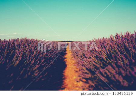 A path in lavender field in Provence, France, under a clear blue sky. Rows of lavender flowers stretch towards the horizon, with a path A path in lavender field in Provence, France, under a clear blue sky. Rows of lavender flowers stretch towards the horizon, with a path 133455139