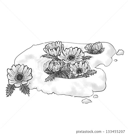 阿多尼斯_春天_雨水_單色 133455207