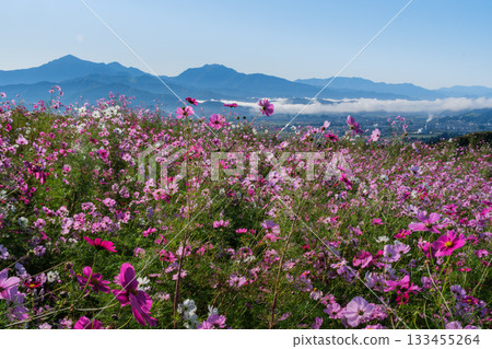 Echigo Sanzan and Cosmos 133455264