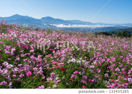 Cosmos and sea of clouds 133455265