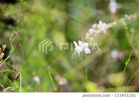 清爽的白蝶花,天鵝草 清爽的白蝶花,天鵝草 133455285