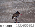 American oystercatcher in Mar Chiquita lagoon , Buenos Aires , Argentina 133455458