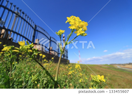 強姦開花蕓苔春天的花朵 133455607
