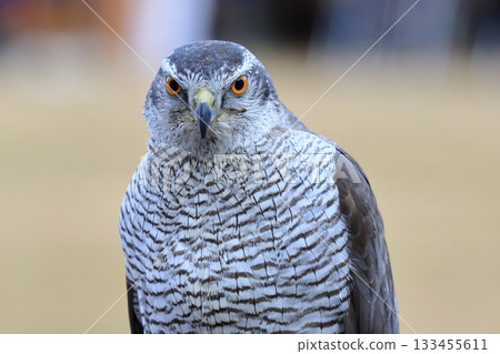 Bird of prey Bird of prey 133455611