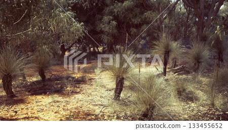 Sparse Australian bushland showcases distinct grass like plants under bright midday sun. The landscape features earthy tones and scattered undergrowth, creating a natural habitat. 133455652