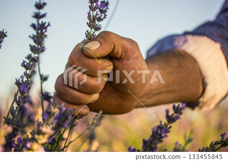 Male hand gently touching lavender flowers in a field. A close-up shot of a hand caressing purple lavender flowers in a field A farmer picks flowers. 133455845