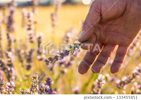 Male hand holding a lavender sprig in a field. Close-up shot of a hand gently holding a lavender sprig against a blurred field backdrop 133455851