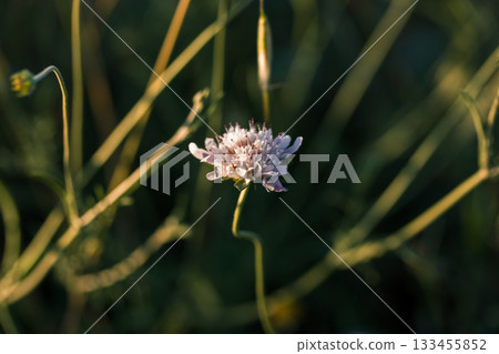 Scabious flower in a field. Close-up shot of a scabious flower, bathed in the soft light of a sunny day. Scabious flower (Knautia arvensis) Summer 133455852