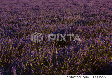 Purple Lavender Field in Bloom. A vibrant image capturing a vast field of blooming lavender. The purple flowers in Provence, France 133455853