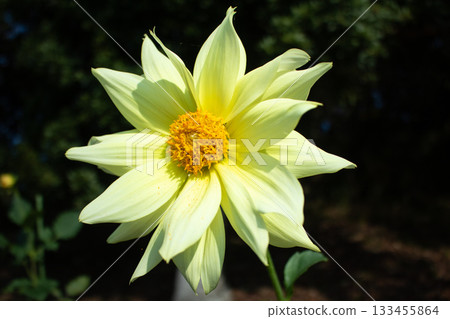 Yellow dahlia flower Yellow dahlia flower 133455864