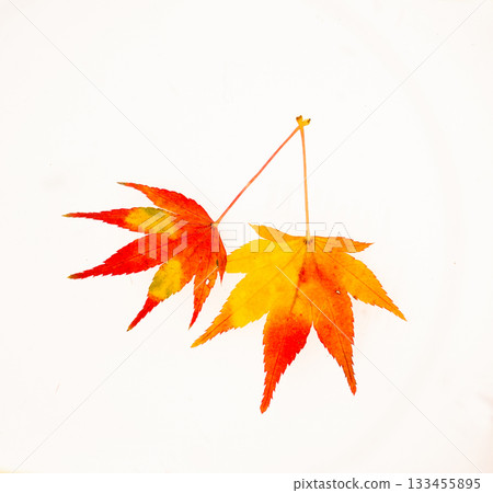 Autumn leaves white back 133455895