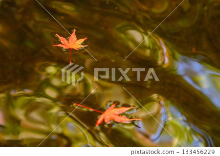Autumn leaves floating on the water Autumn leaves floating on the water 133456229